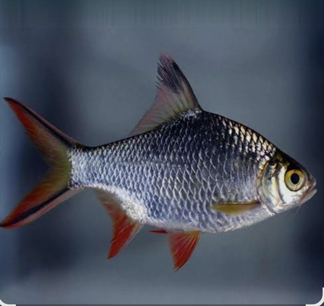 Red Tail Tinfoil Barb M/L