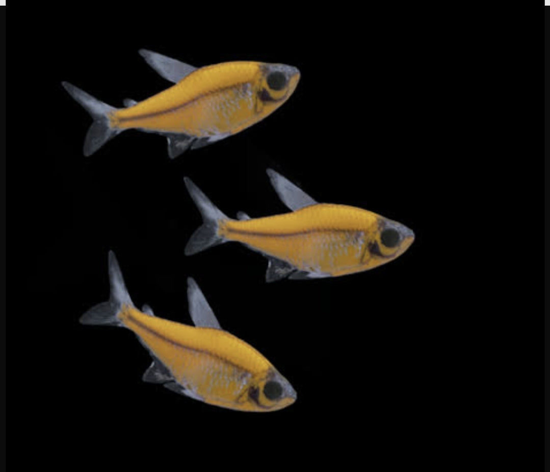 GMO Pristella -Yellow M/L