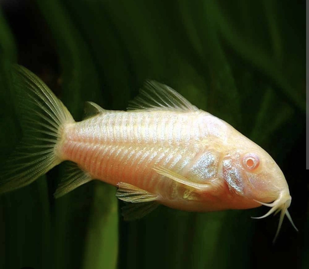 Albino Corydoras Med