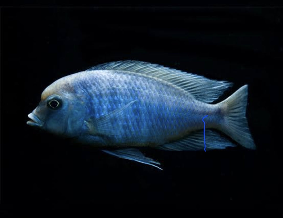 Cyrtocara Moorii Med 120,00