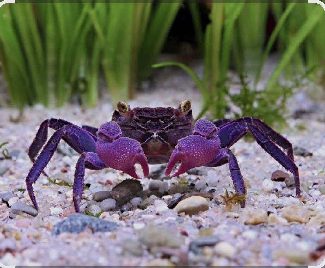 Purple Arm Vampire Crabs/Geosessarma Dennerle Lrg