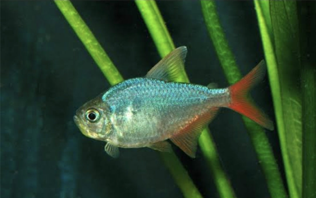 Columbian Red Fin Med