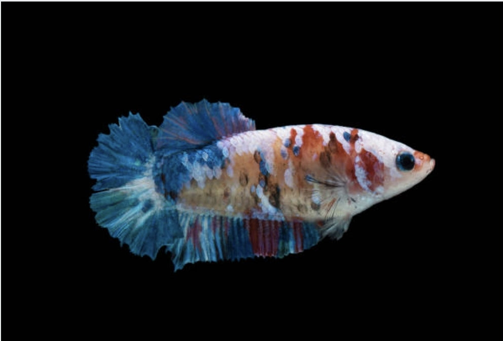 Siamese Female Betta