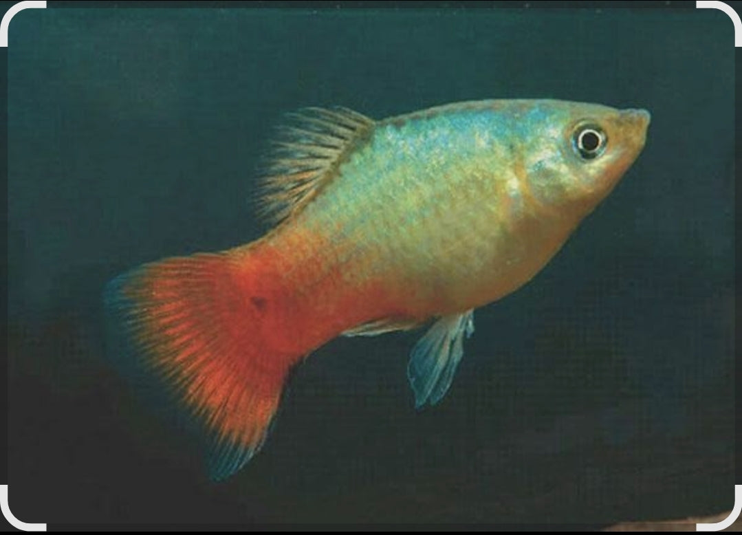 Coral Blue Wagtail medium