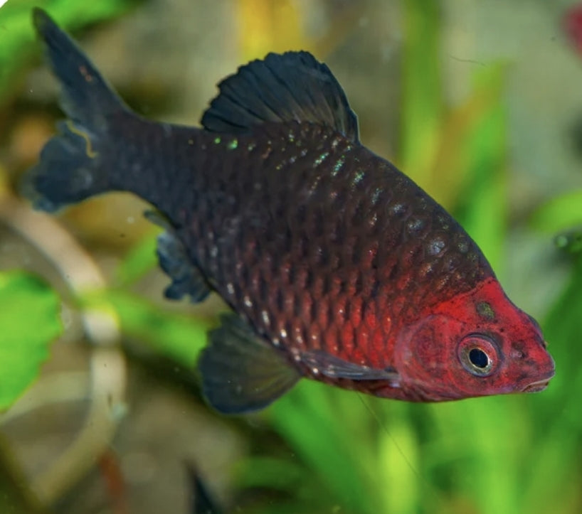 Black Ruby Barb M/L