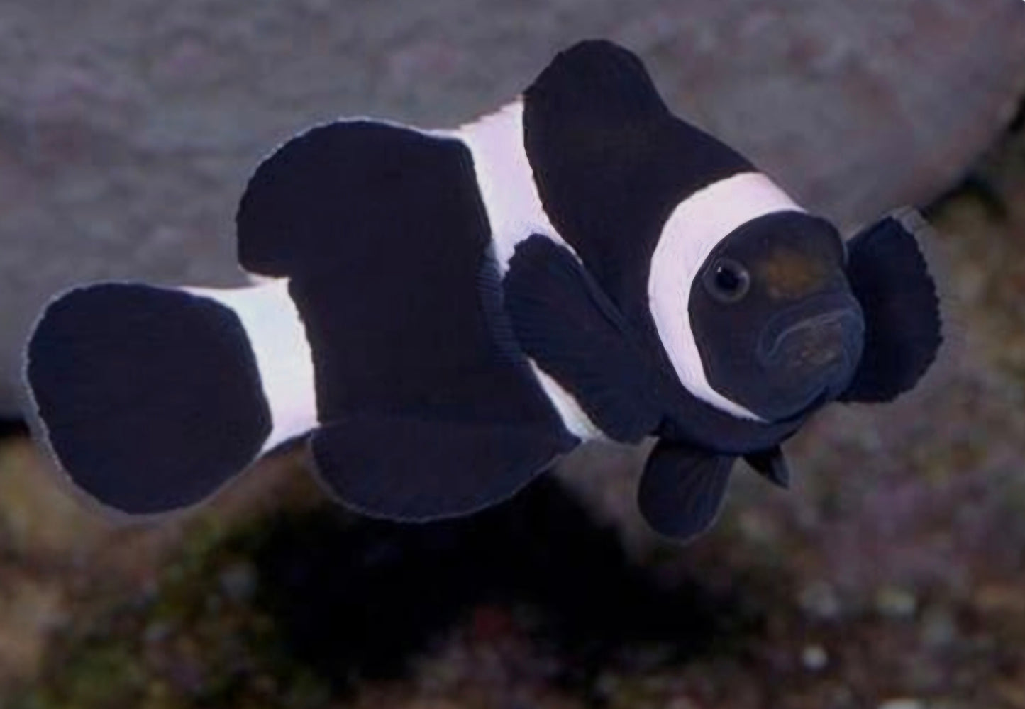 Black & White clownfish
