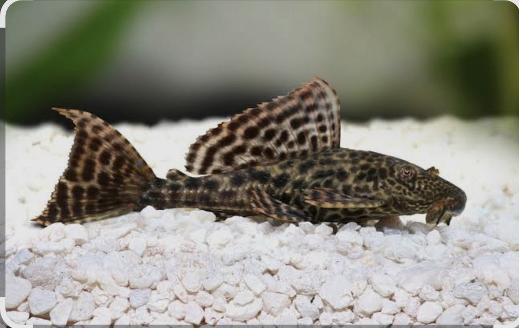 Plecostomus Medium