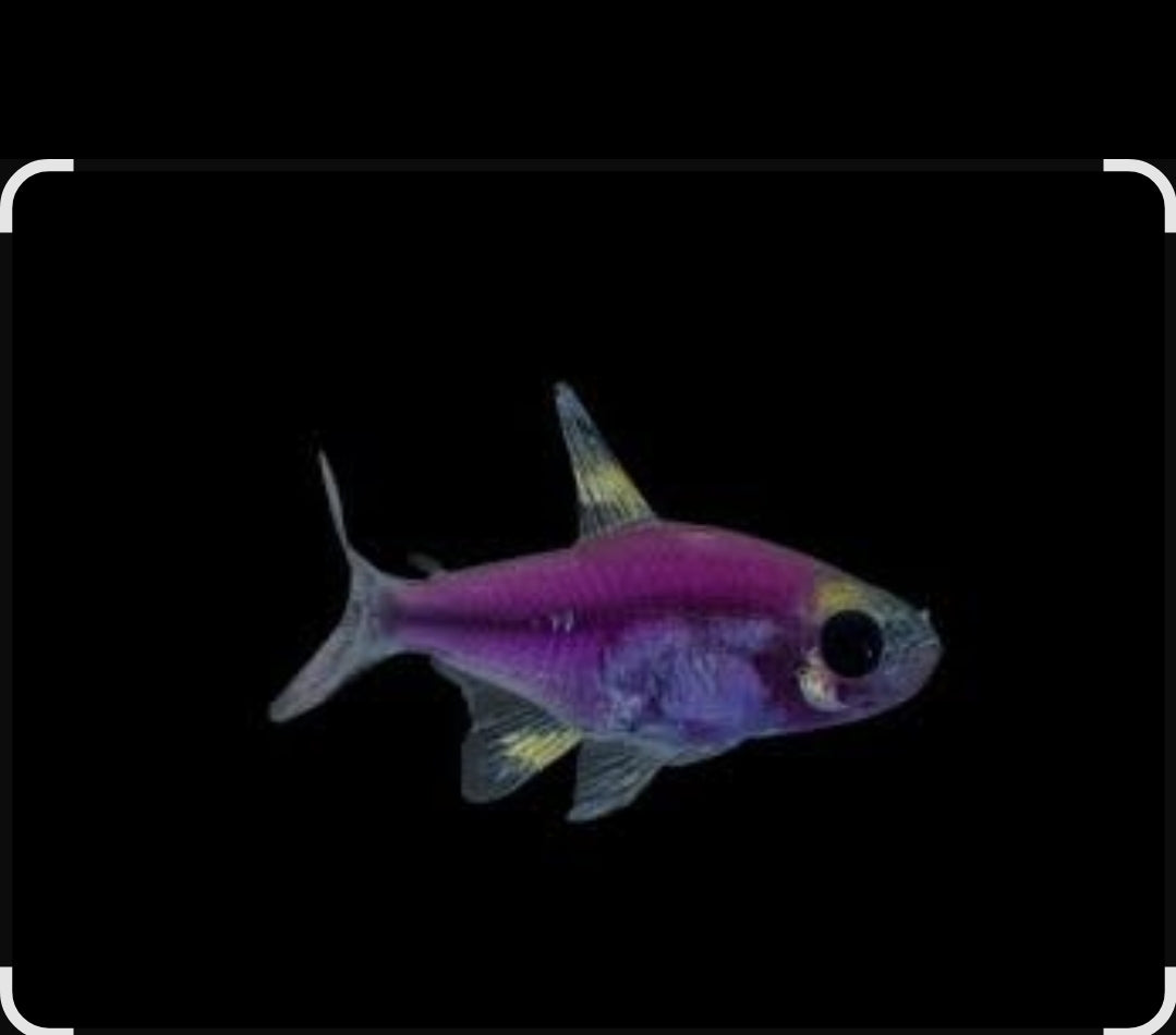 GMO - Purple Pristella M/L