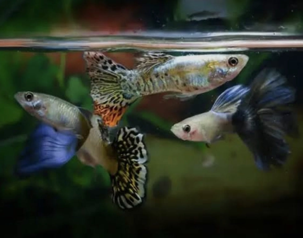Assorted Male Guppy (show)