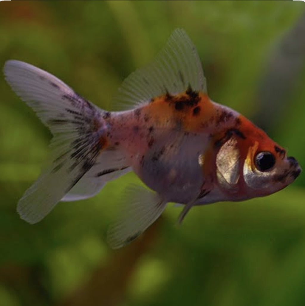 Calico Fantail Medium