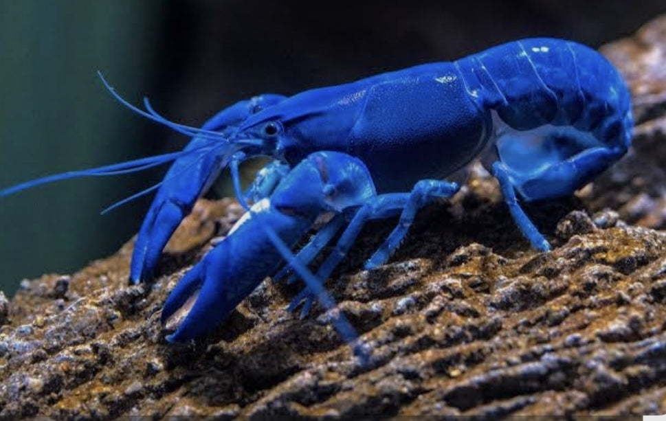 Bright Blue Lobster Med