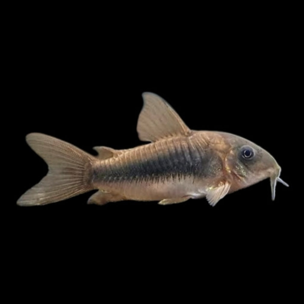 Bronze Corydoras Med