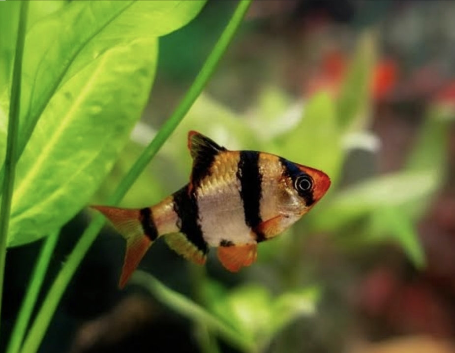 Tiger Medium Barb Medium