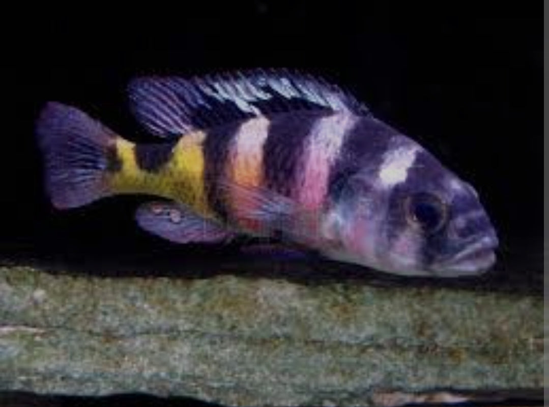 Haplochromis Obliquidens 100mm