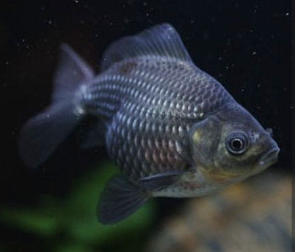 Blue Fantail Goldfish Medium