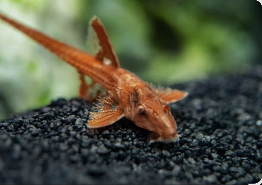 Red Lizard Whiptail Large