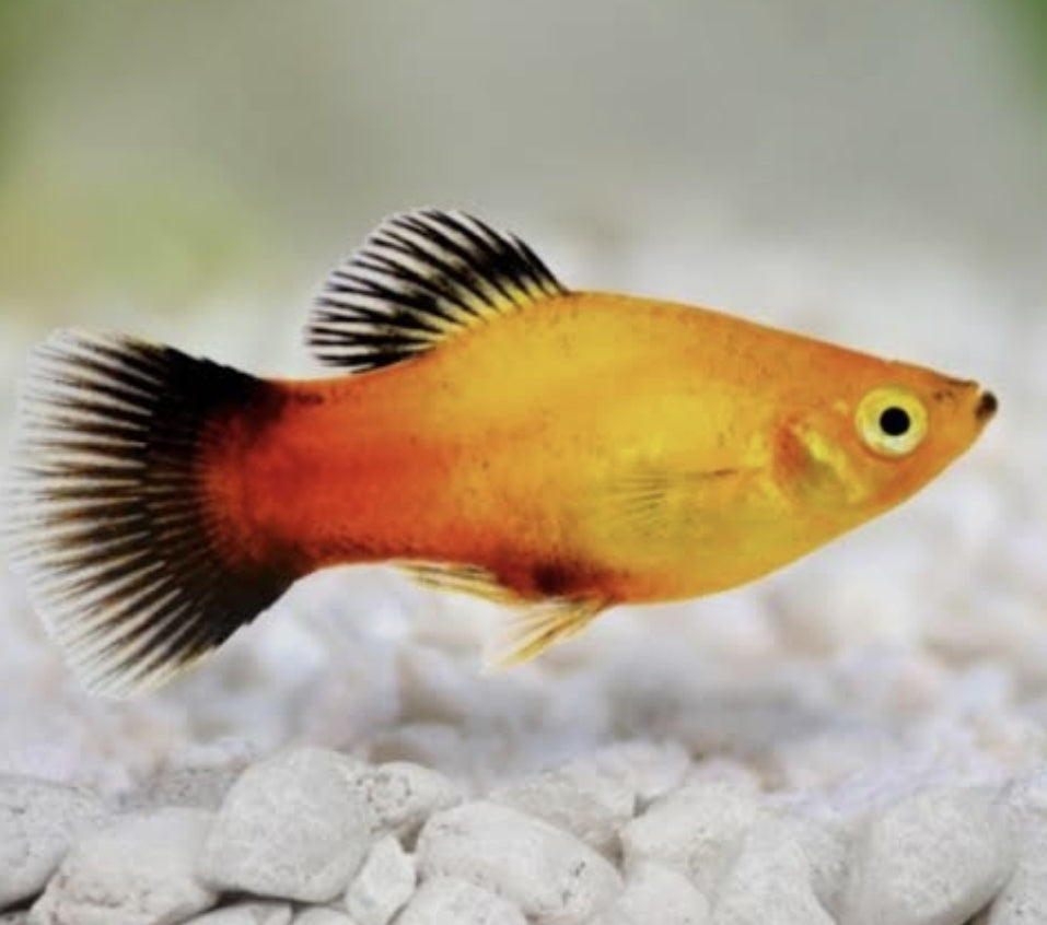 Sunset Wagtail Platy Medium