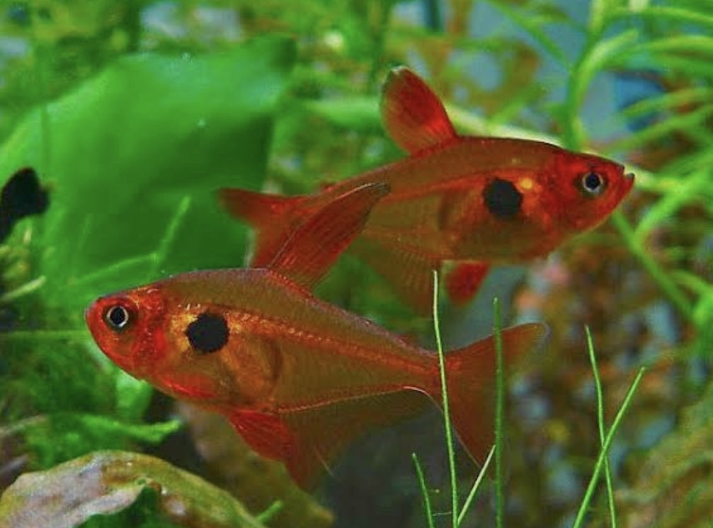 Tetra Red Phantom Med