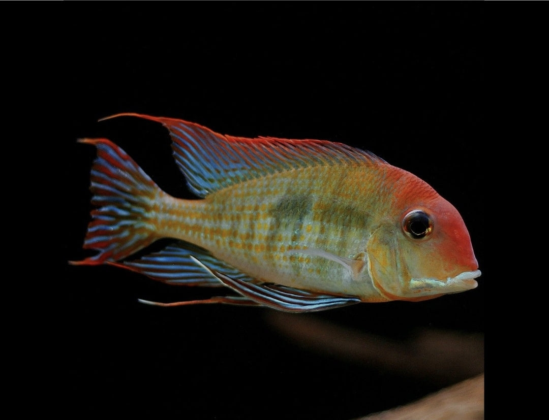 Geophagus Tapajos M/L
