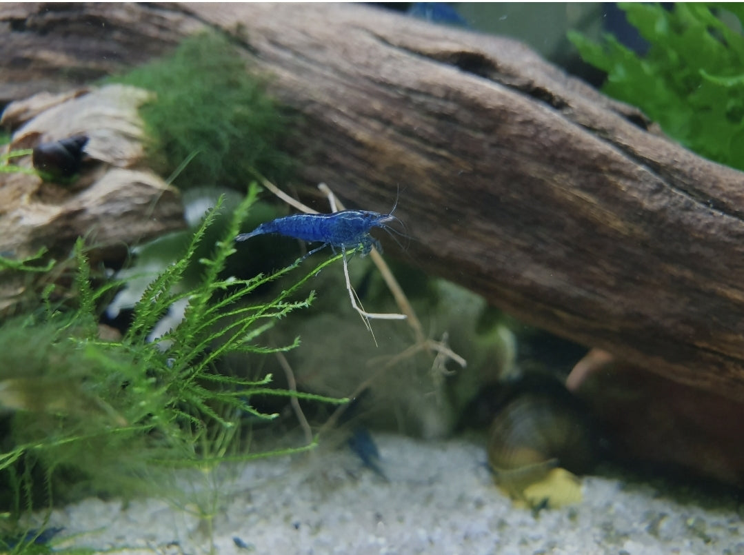 Blue Dream Shrimp