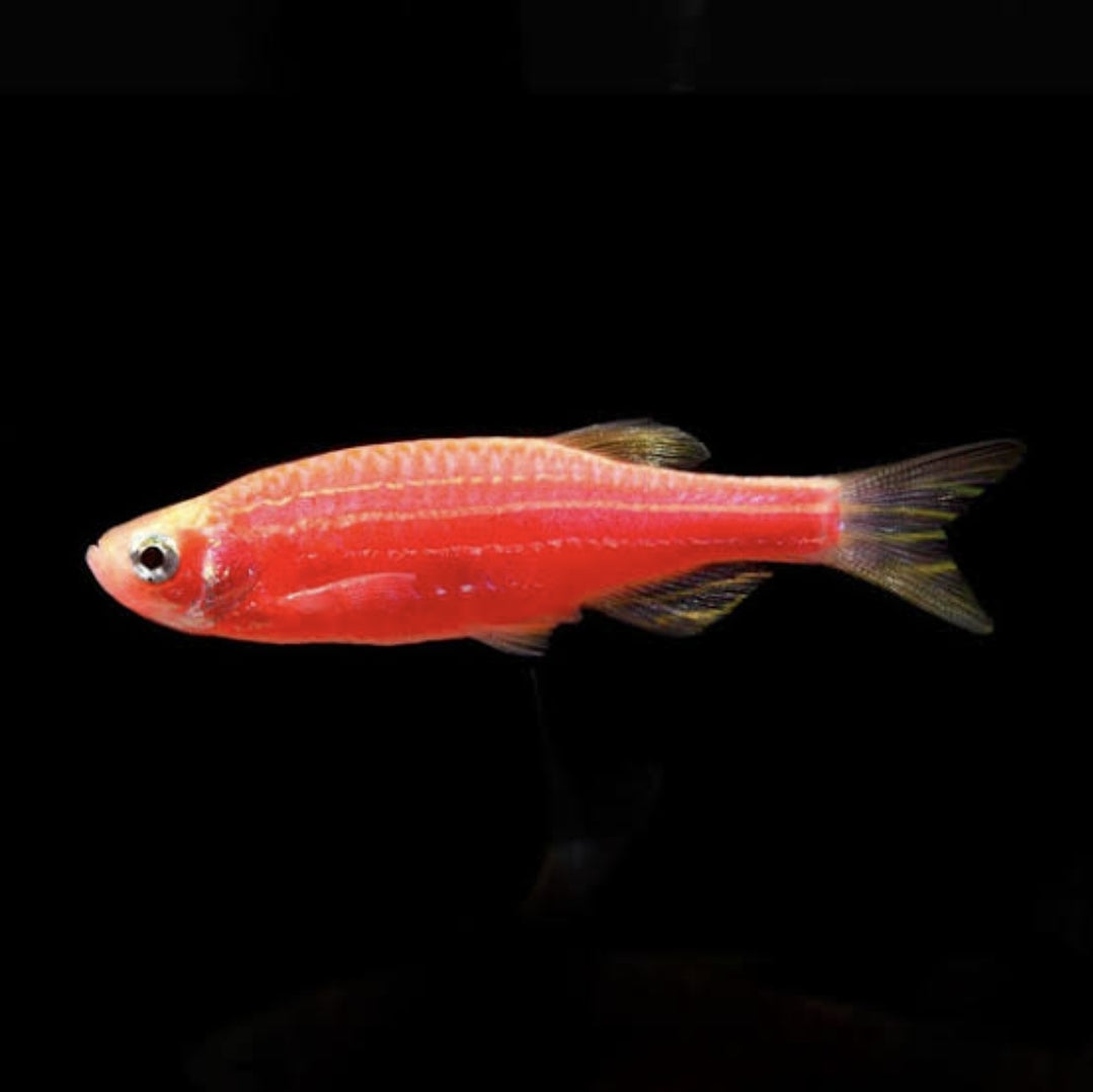 Coral Red Danio M/L