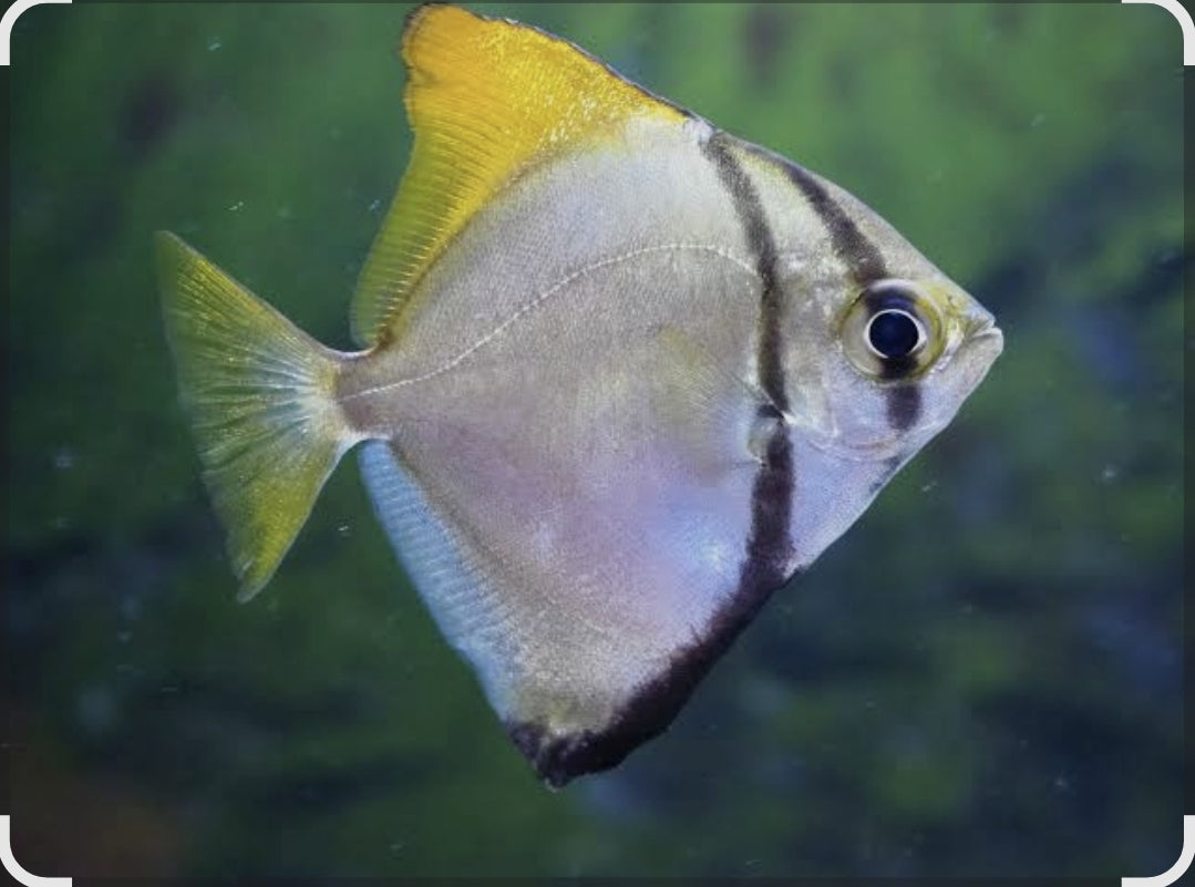 Monodactylus sebae ( Mono Angels)