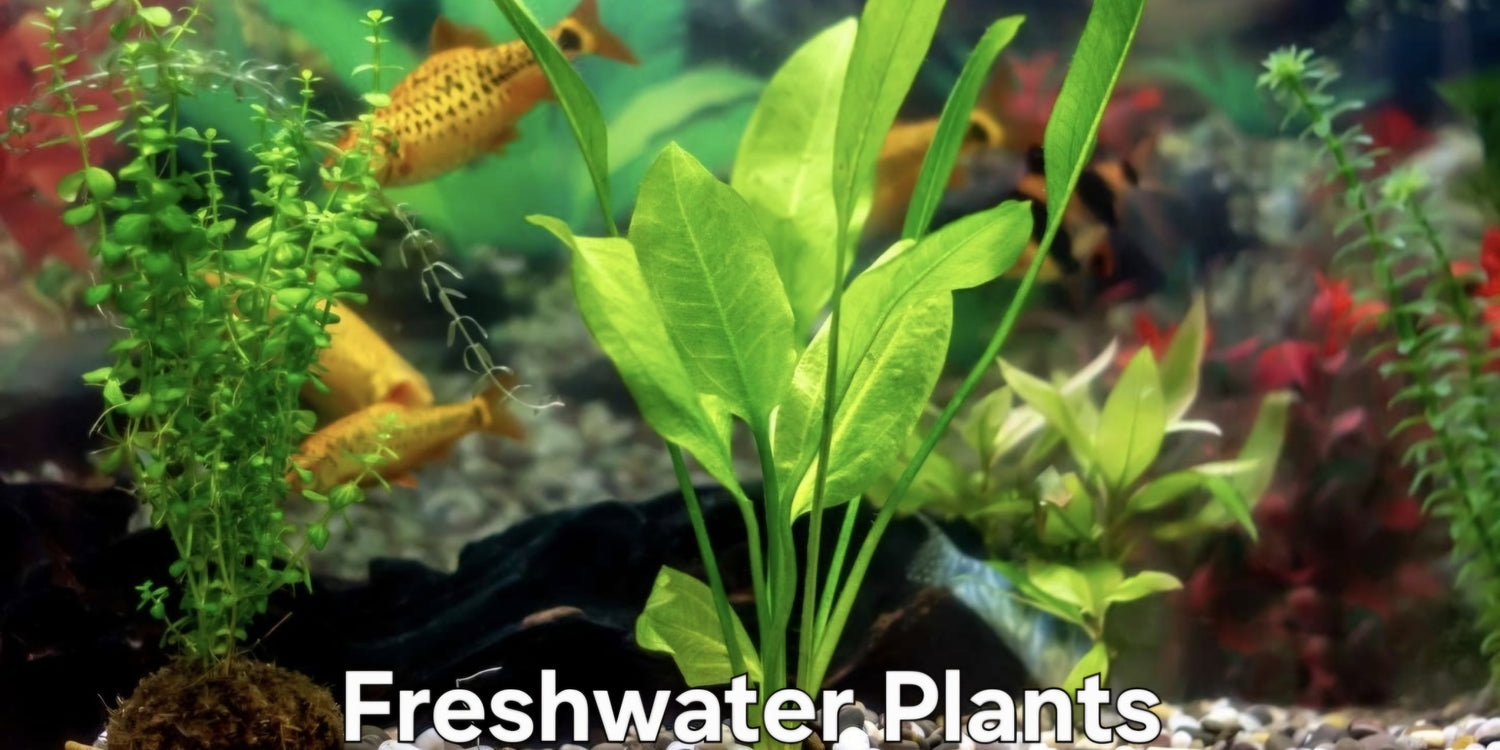 Freshwater Plants