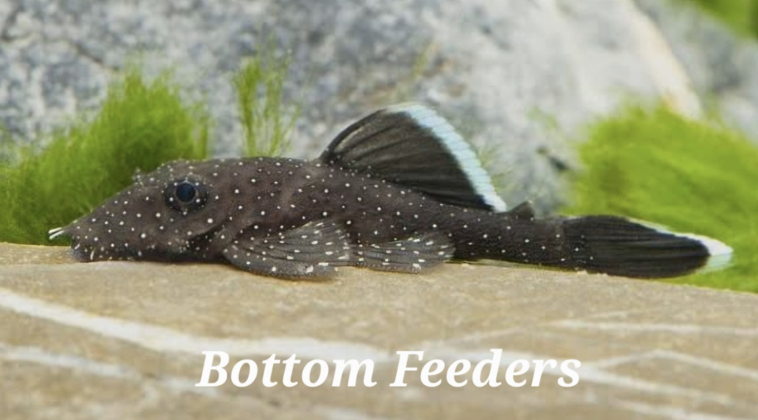 Cat Fish & Bottom Feeders