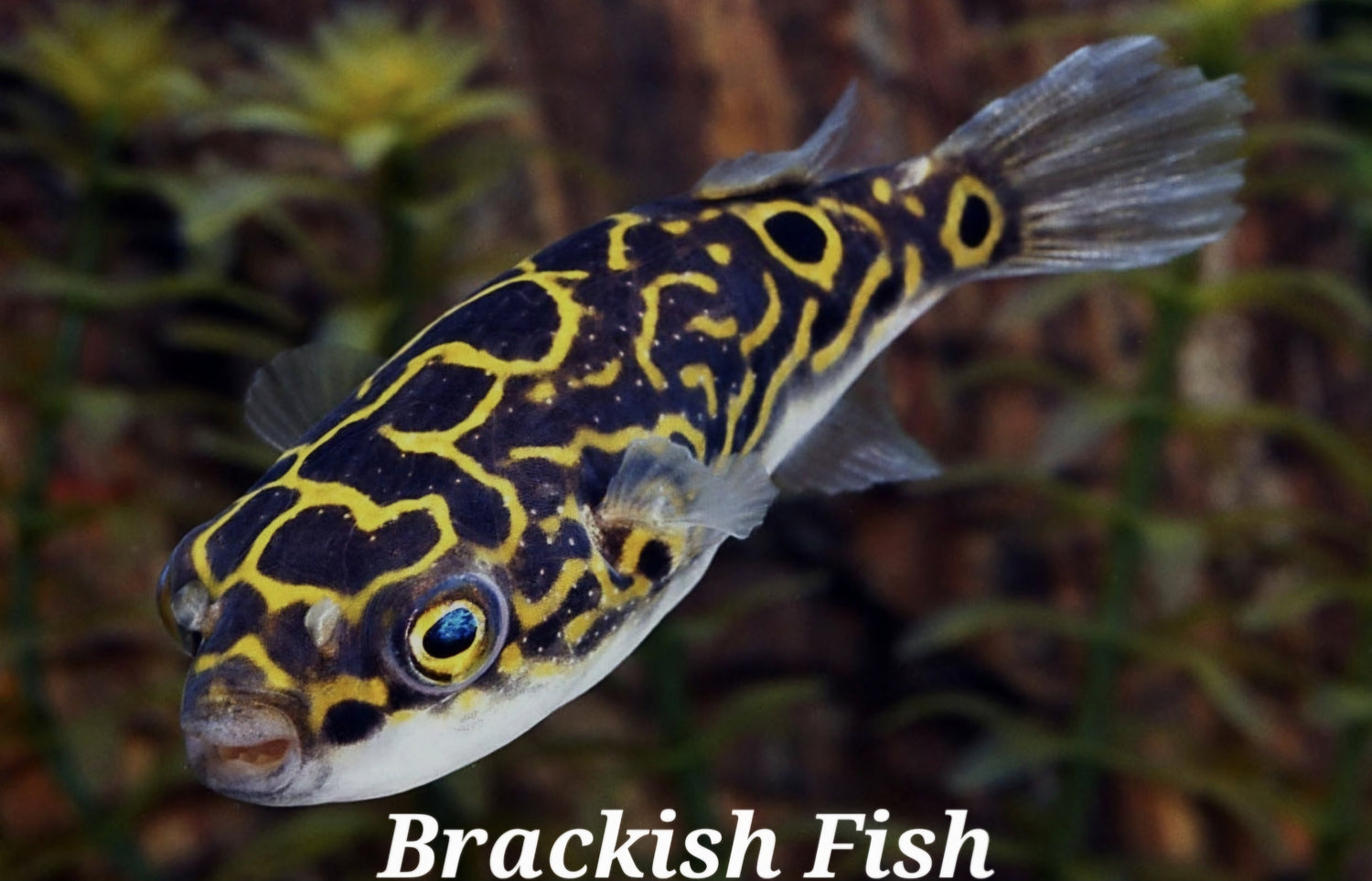 Brackish Fish
