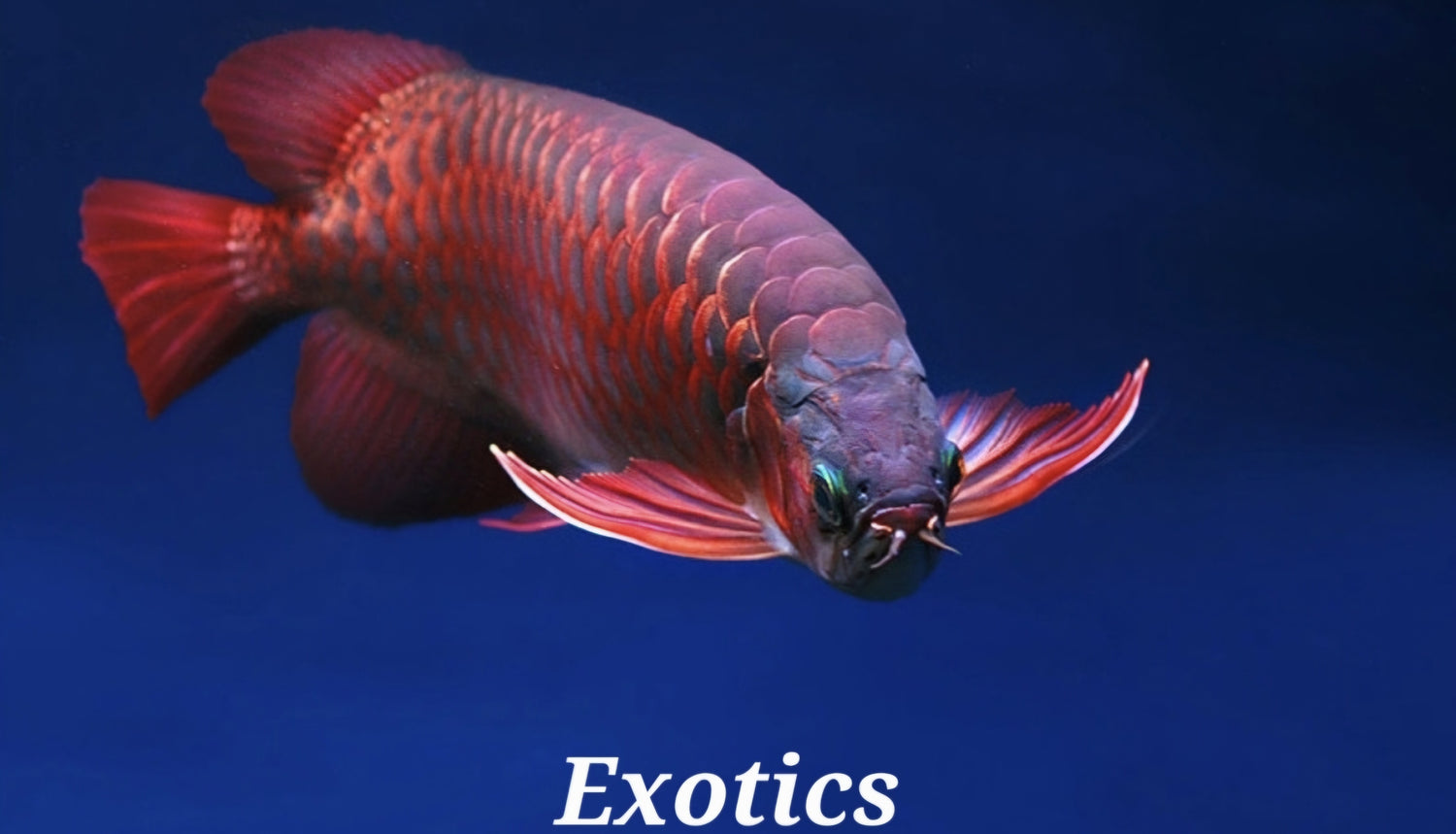 Exotics