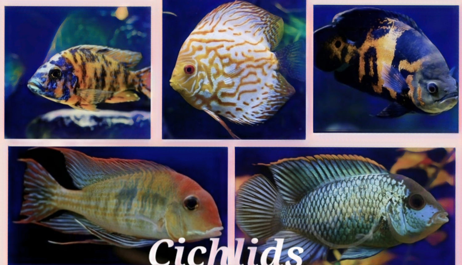Cichlids