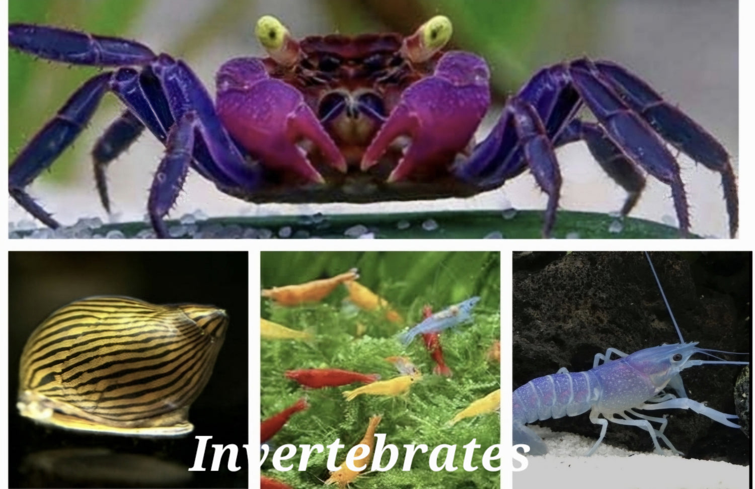 Invertebrates