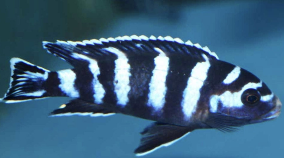 Pseudotropeus Demasoni	 medium