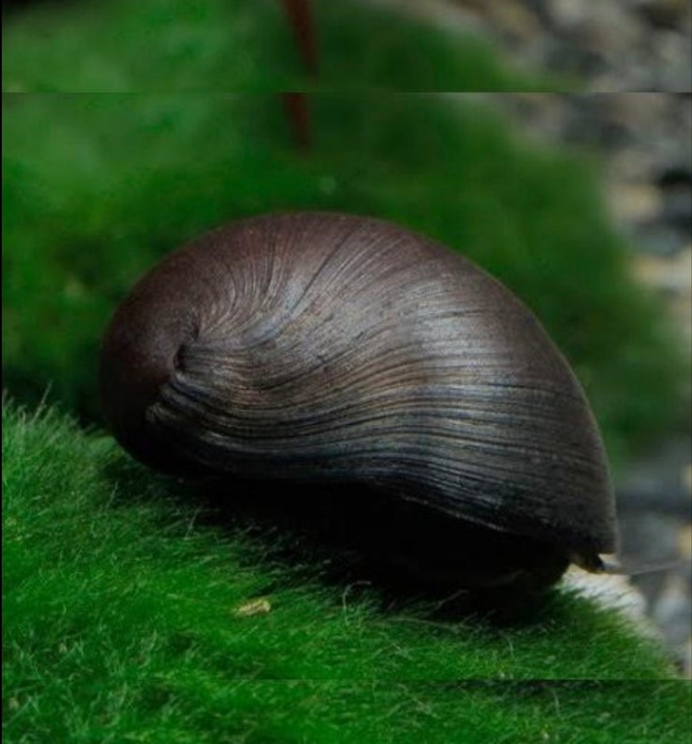 Military Helmet Snail - Filopaludina SP