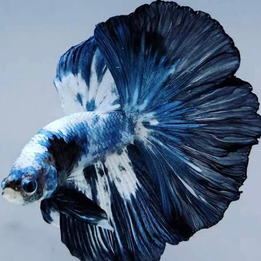 Halfmoon Male Betta
