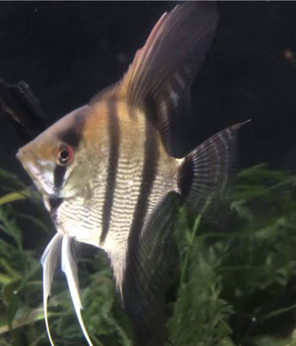 Manacupura Cross Blue Phillipino Angel	Large