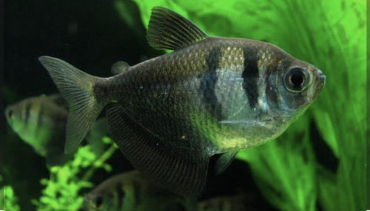 Tetra Black Widow Med