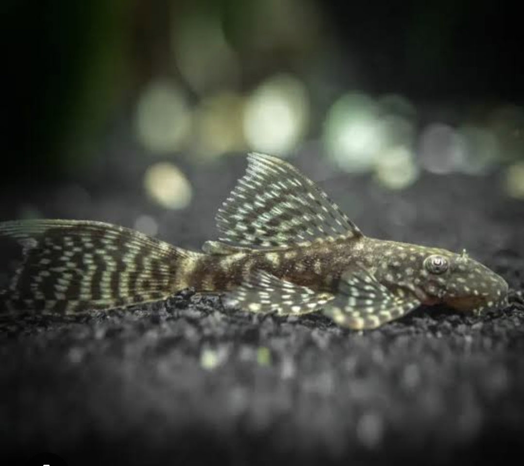 White Hifin Plecostomus 	Lrg