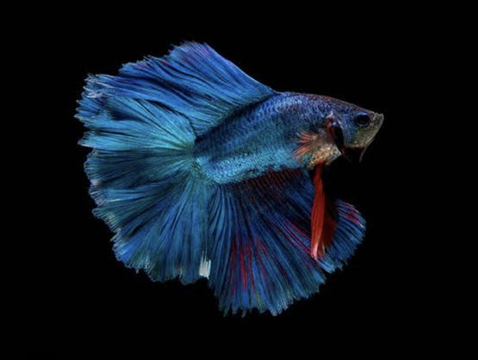 Double Longtail Male Large Betta