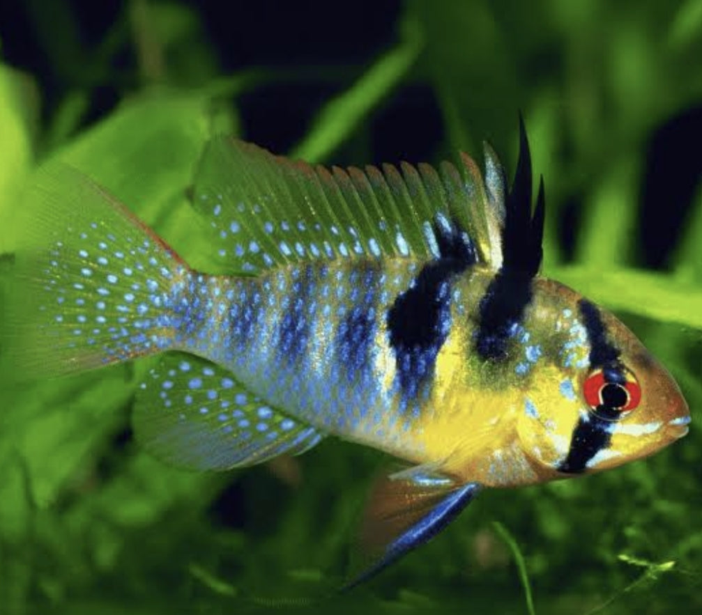 German Blue Ramirezi	Med