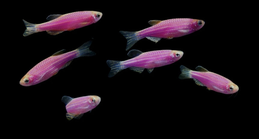 Galactic Purple Danio	M/L