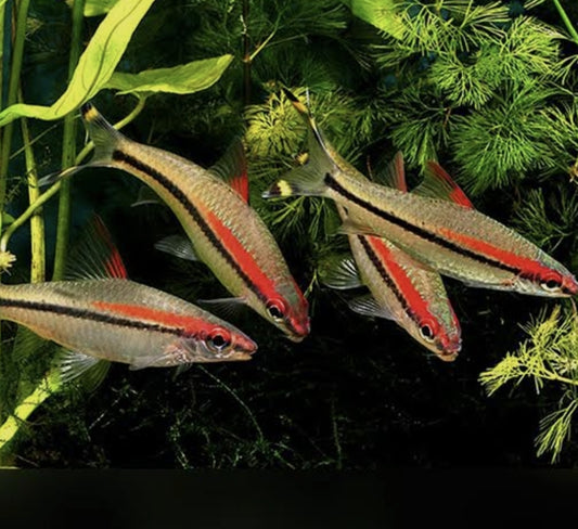 Red-Line Torpedo	Barb Medium