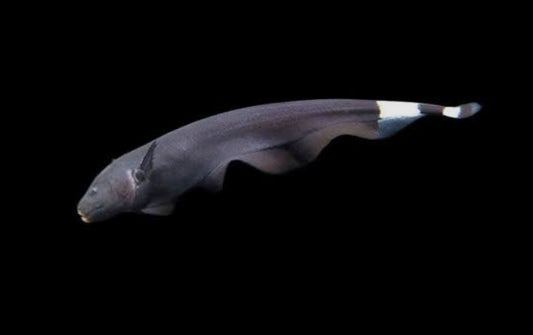 Black Ghost Knife	 100