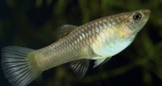 Ender Female Guppy (Show)