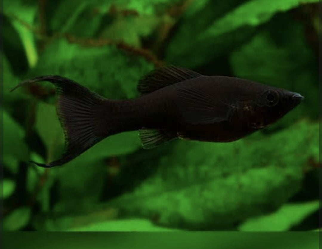 Black Lyretail molly M/L