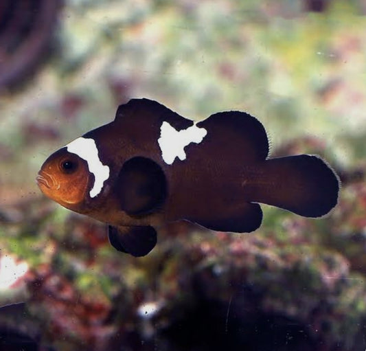 White striped Midnight Clowfish M/L