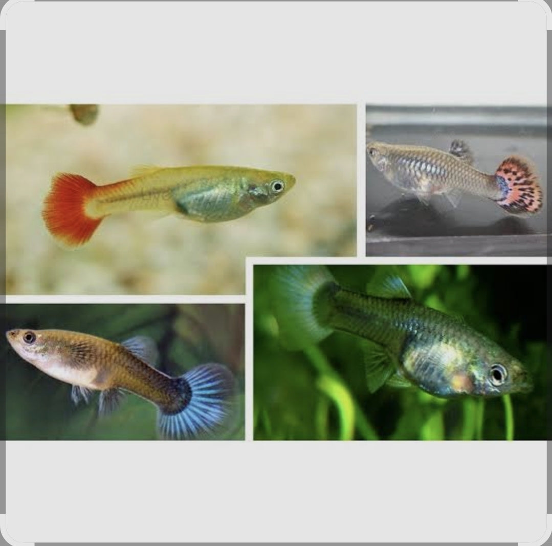 Assorted Female Guppies (show)