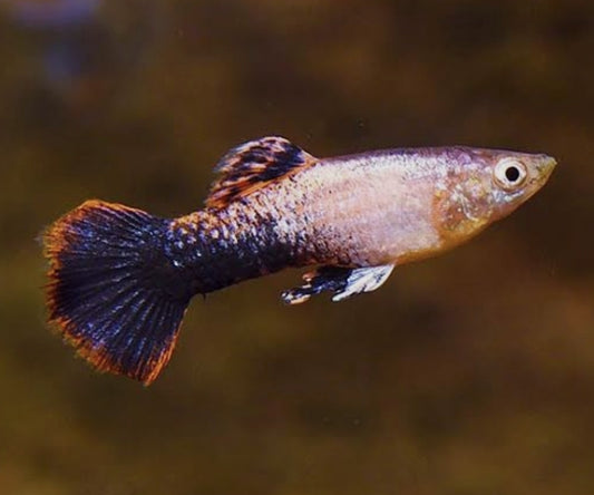 Pink Tuxedo Male (Show)