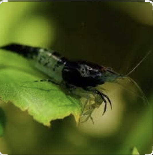 Black Rilli Shrimp