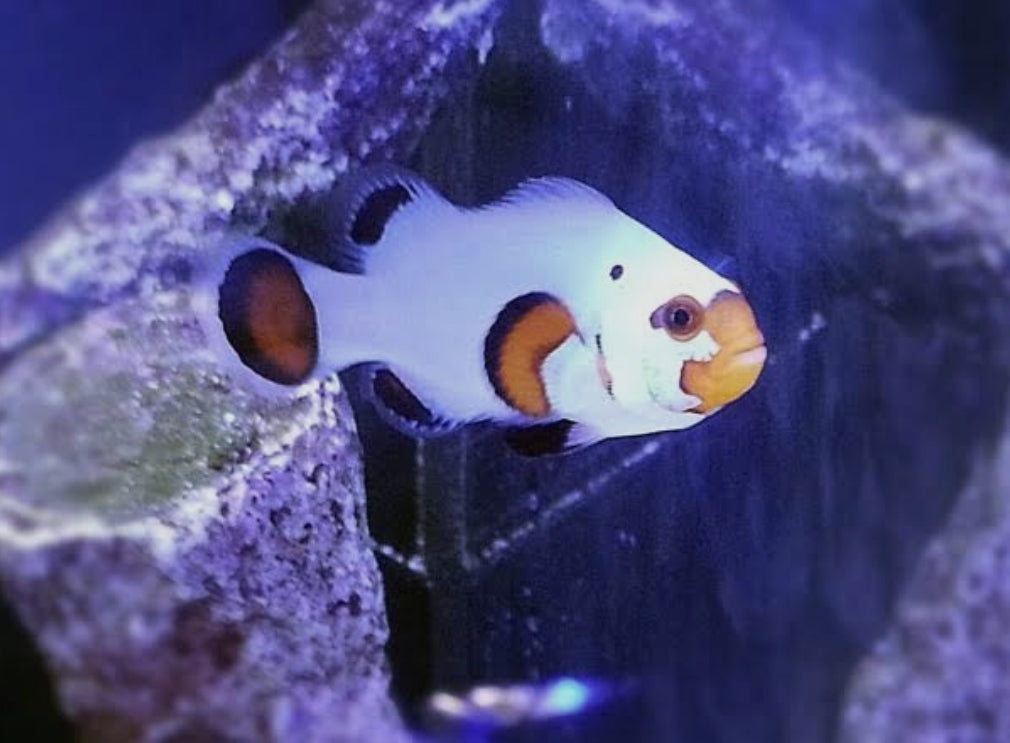 Platinum Panda Clownfish M/L